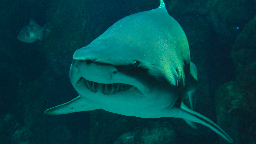 Tiburón en Bioparc Acuario de Gijón
