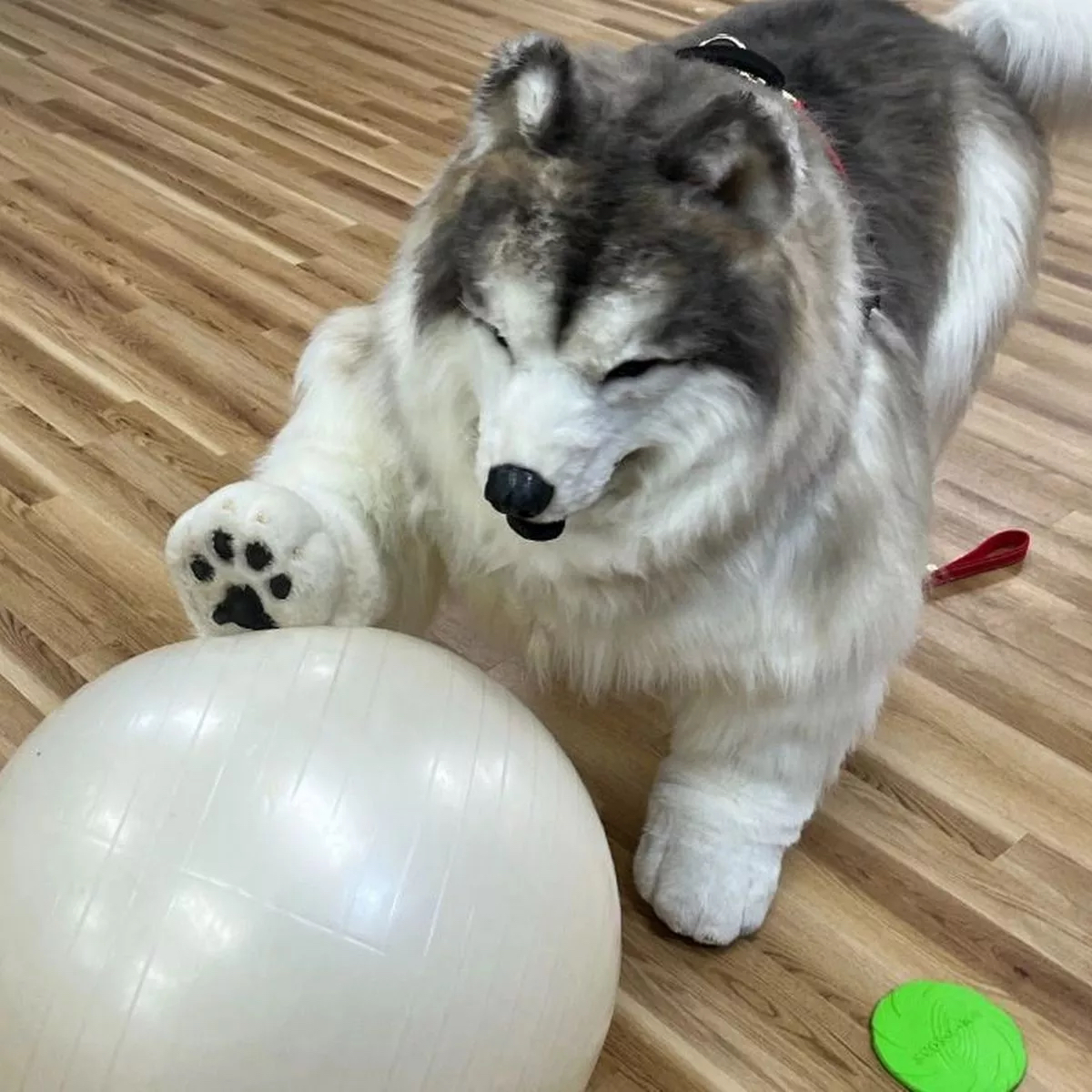 Trajes hiperrealistas: cuando no es suficiente tener un perro, sino que quieres ser uno...